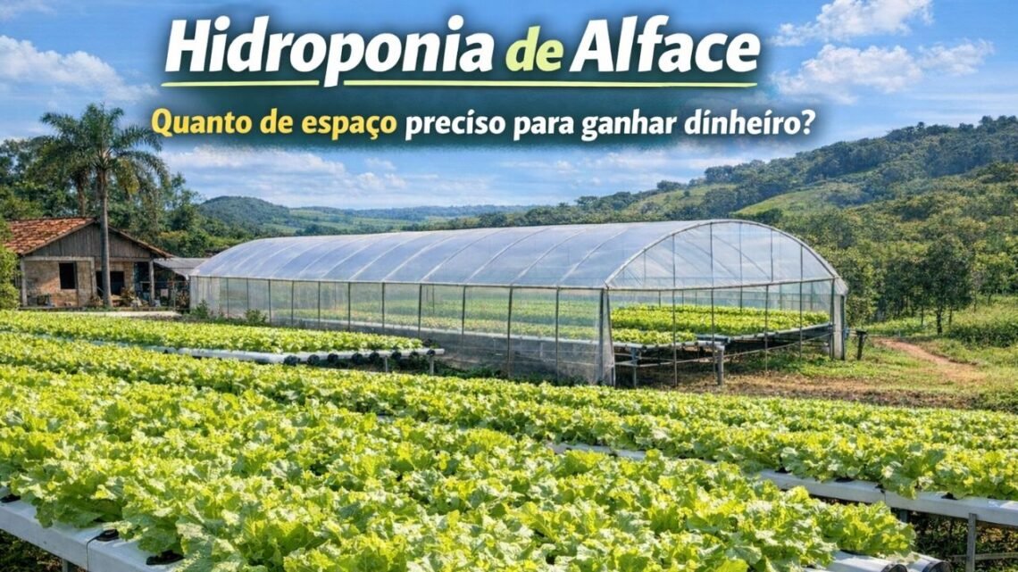 Hidroponia de Alface: opção de Renda no Vale do Ivaí