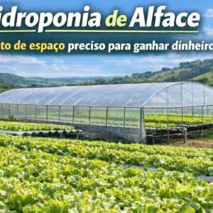 Imagem do artigo Hidroponia de Alface_ opção de Renda no Vale do Ivaí