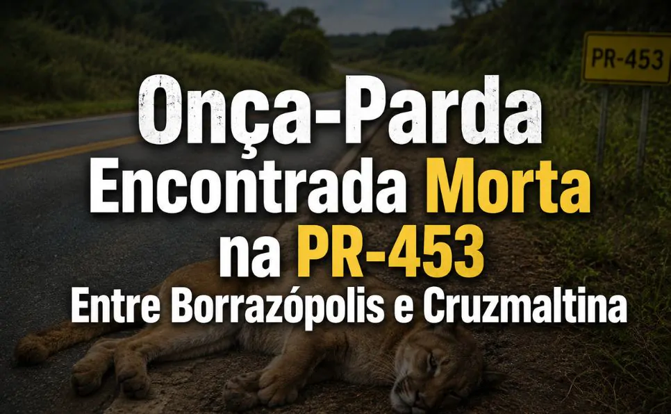 Imagem do artigo Onça-parda é encontrada morta na PR-453 entre Borrazópolis e Cruzmaltina