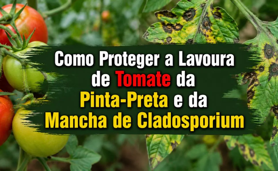 Imagem do artigo Pinta-Preta e Mancha de Cladosporium no Tomate Como Identificar, Prevenir e Controlar Essas Doenças